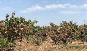 Burnt Carignan vines in the Languedoc 2019