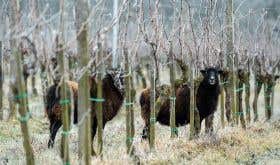 Franz Weninger - sheep in the vineyard