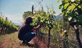 Urse Major - Rajen Toor in the vineyard