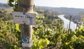 Ayl vineyard of Peter Lauer high above the Mosel