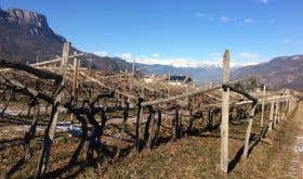 The historic Gschleier vineyard of ancient Schiava vines in Alto Adige