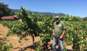 Will Bucklin, Sonoma vine grower