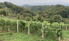 Domaine Slapsak - the vineyards of Dolenjska