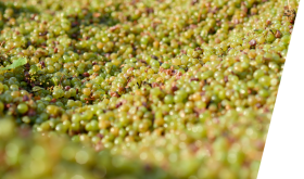 Domaine Aubert - late harvest Chenin grapes