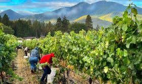 Troon vineyard in Oregon