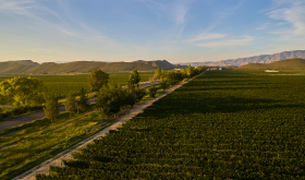 Casa Madero vineyards with Sierra Madre Mountains in distance