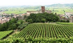 La Rocca vineyard
