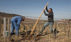 Jean-Pierre Guyon uprooting a dead vine