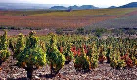 the La Montesa vineyard in Rioja
