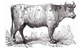 cow divided into cuts of beef