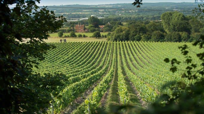 Chapel Down's Kit's Coty vineyard in Kent, England