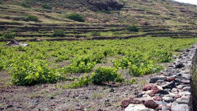 Sigalas Assyrtiko vineyard on Santorini