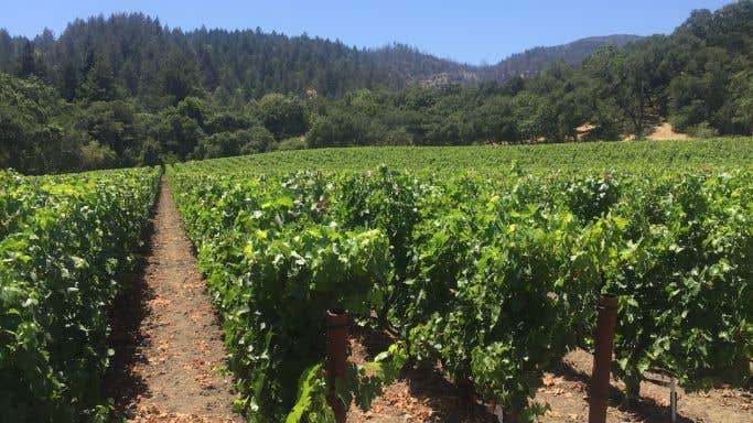 Conventional Napa Valley vineyard
