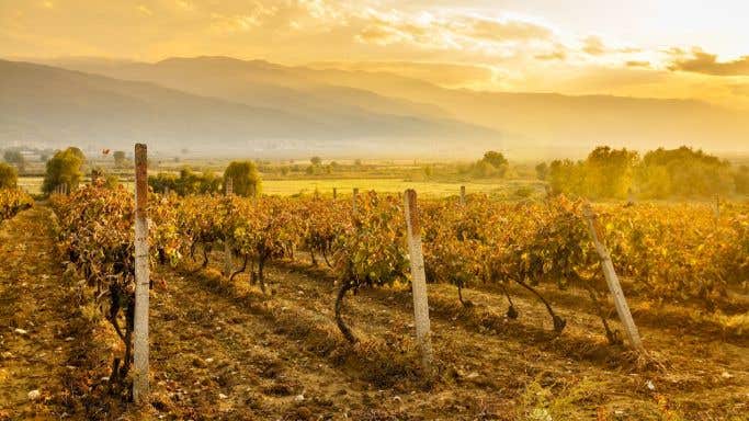 Orbelia Winery Vineyards in Bulgaria