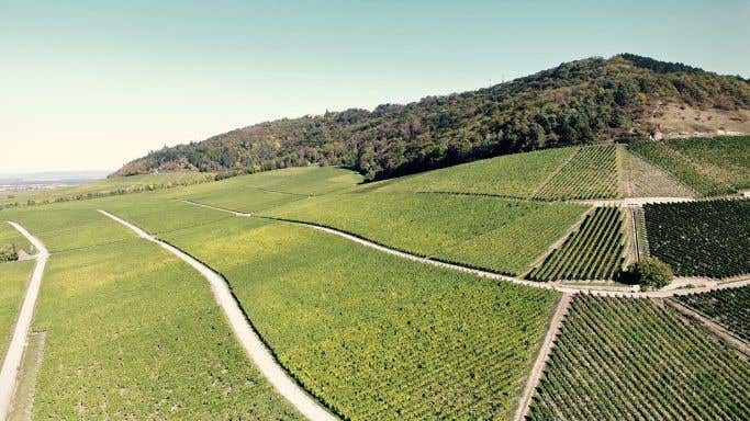 Hoheliete Grosse Lage vineyard in Rödelsee, Franken