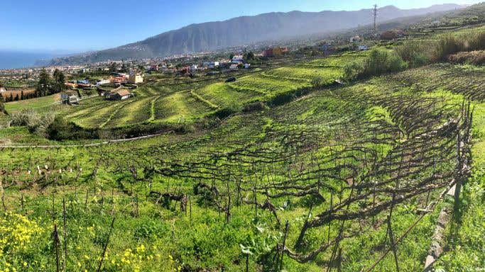 View over Suertes del Marqés vineyards showing plaited vines