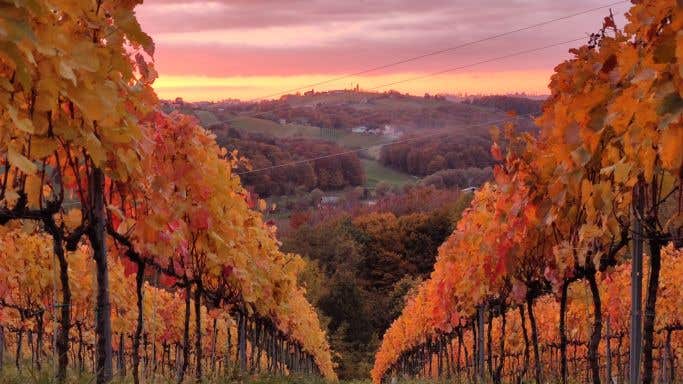 Kog Slovenia vineyard in autumn - Liam Cabot