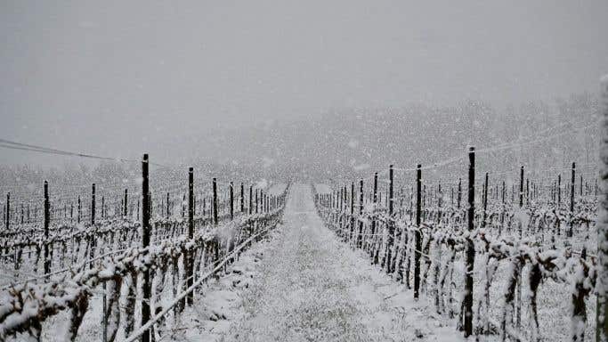 snowy vineyard scene, mid April 2022 in Washington