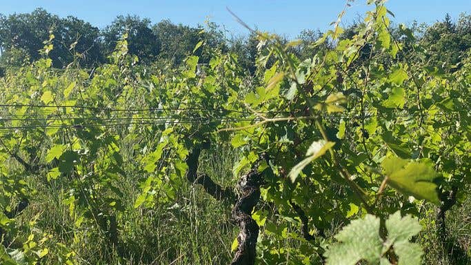 Clos de la Meslerie - ecosystem between vines by Allison Burton-Parker