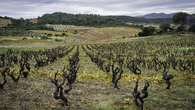 Dom des Schistes - old Roussillon vines in winter