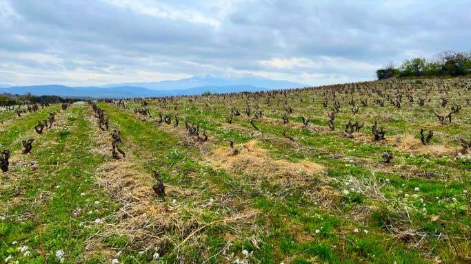 Roussillon - Treloar old-vine vineyards