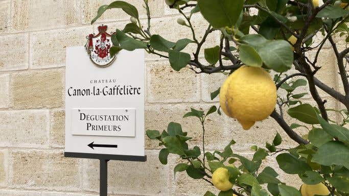 lemon tree at Canon-la-Gaffelière