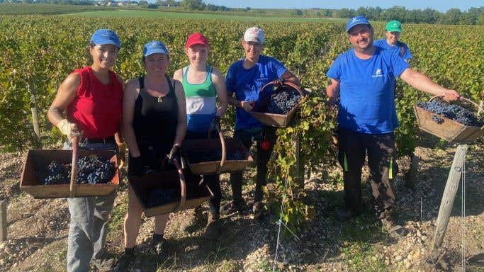 Bordeaux 2023 harvesters at Cos d'Estournel