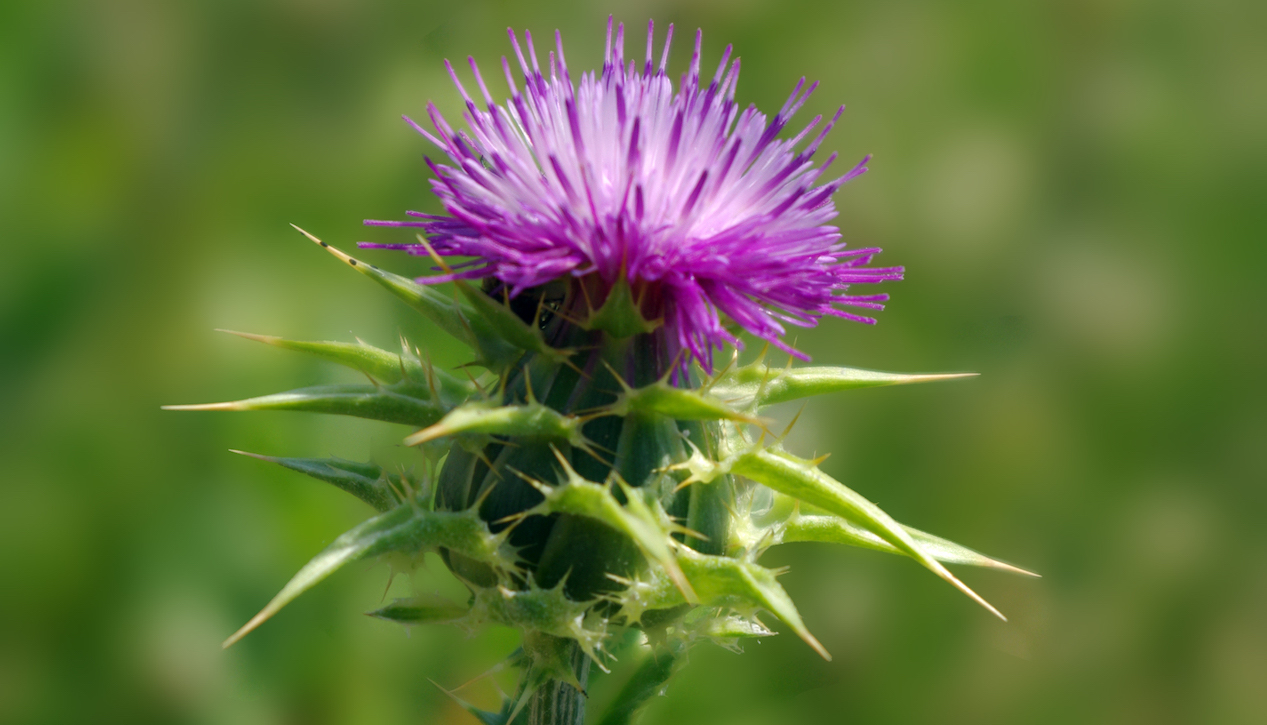 Milk thistle the drinker’s dietary supplement