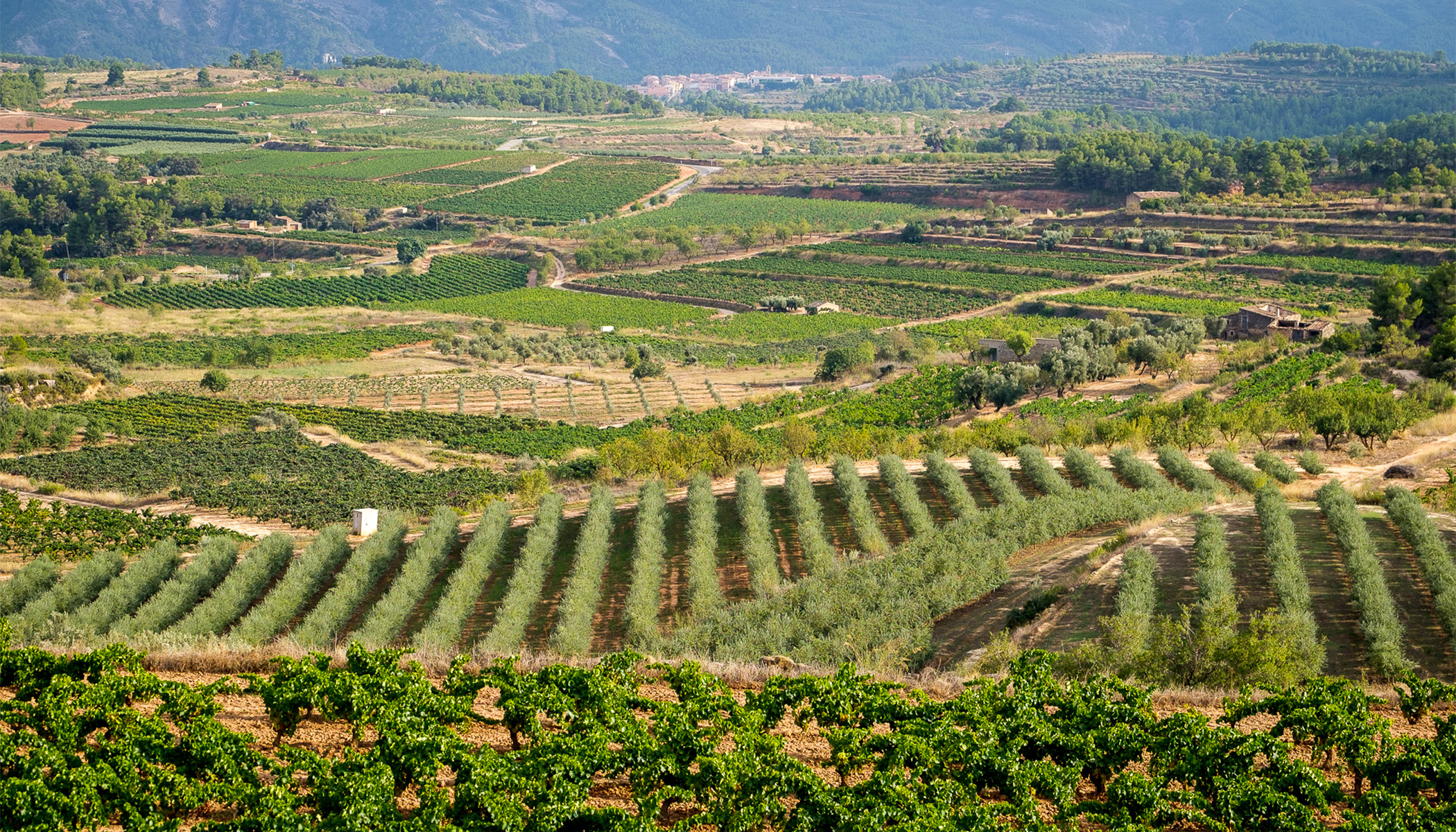 Terra Alta Catalonia's bestvalue wines