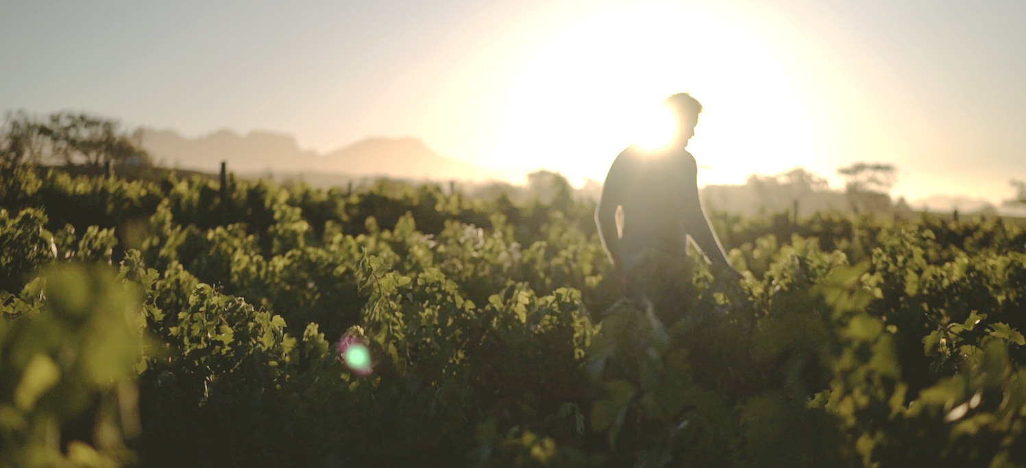 Scions of Sinai, Féniks Pinotage 2023 Stellenbosch | Jancis Robinson