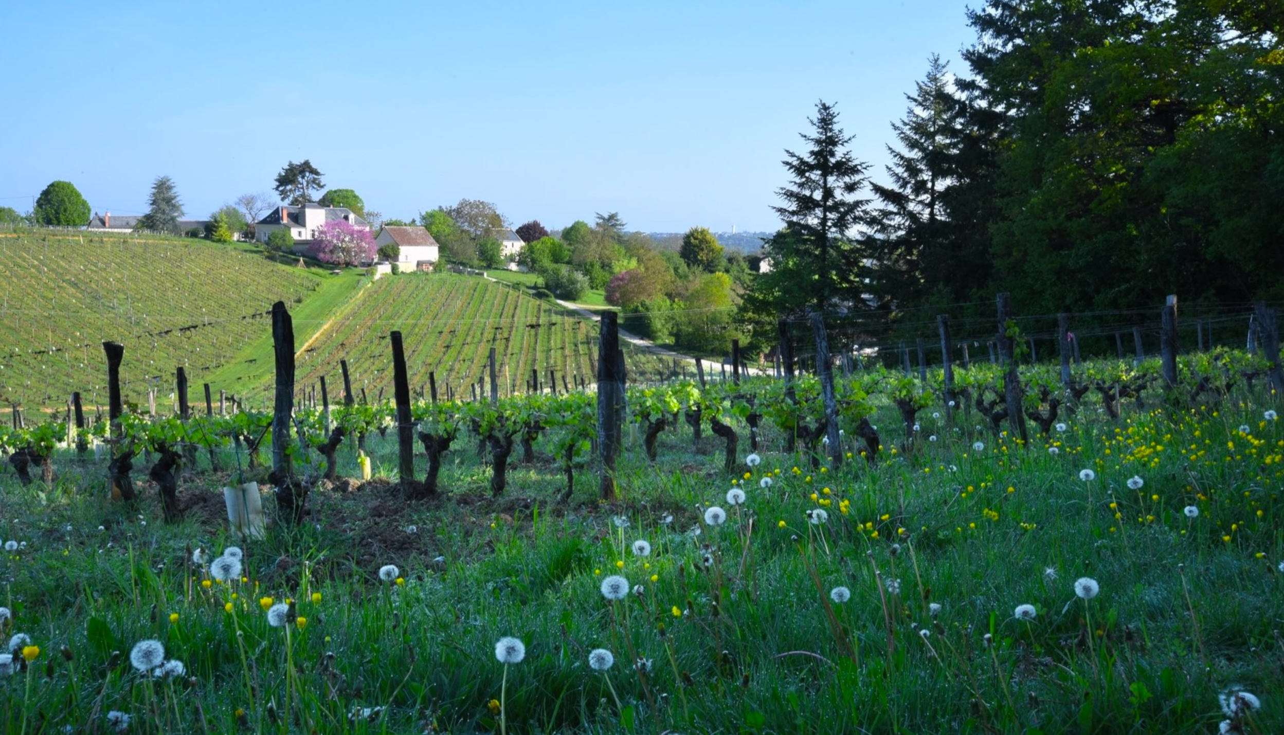 Domaine de la Noblaie, Le Temps des Cerises 2023 Chinon | Jancis