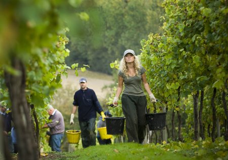 Chapel_Down_harvest_L