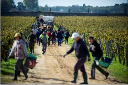 Climens_2012_pickers