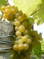 Muscadet_La_Fruitiere_2013__7_