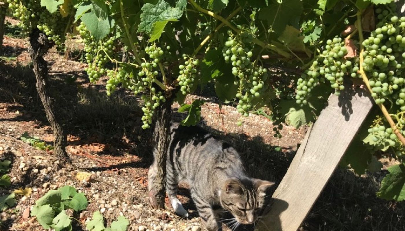 Bordeaux 2019 fruit set with Ch Bauduc cat