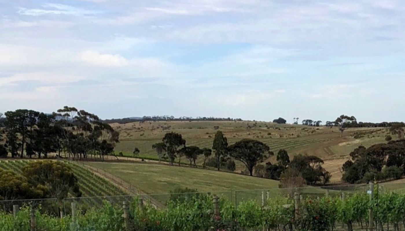 Farr Sangreal Chardonnay vines