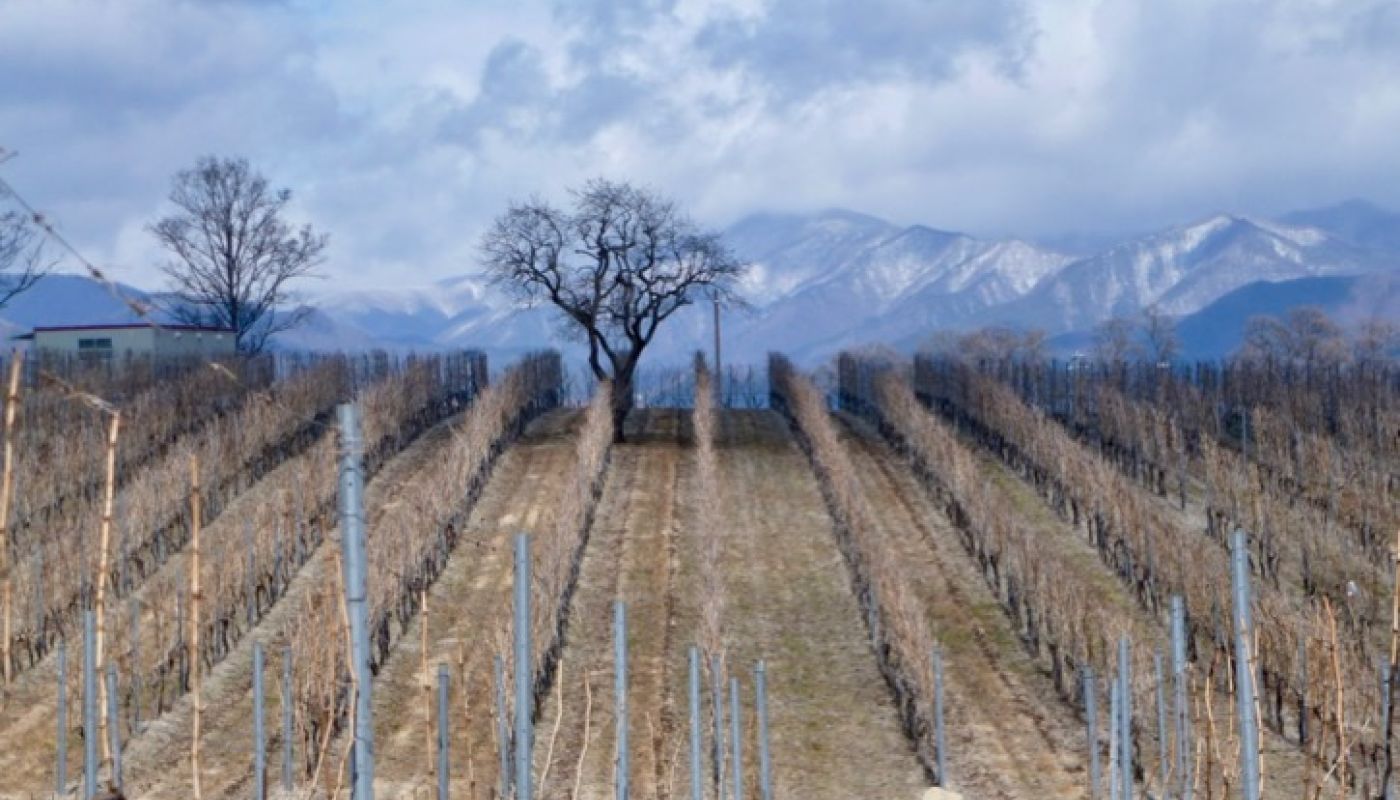 Ch Mercian Mariko vines
