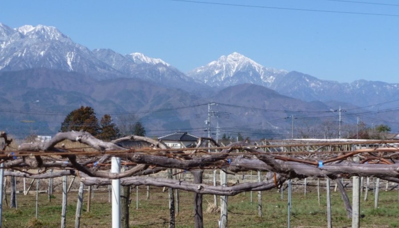 MBA vineyard Hosaka with Kai-Komagate mountain in the background