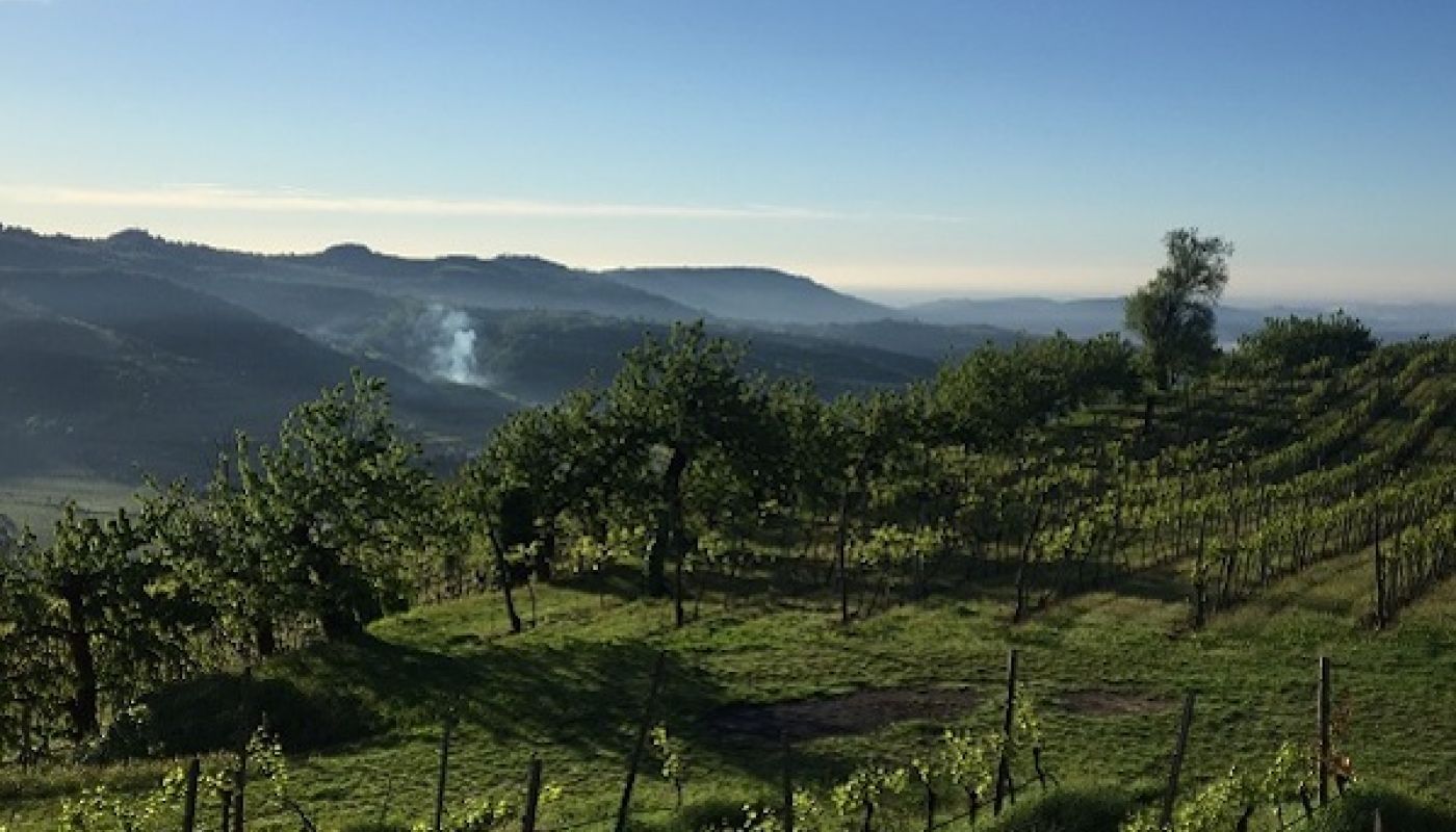 Soave's hills