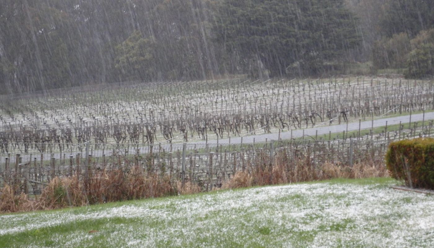 Tiers Vineyard, South Australia in winter
