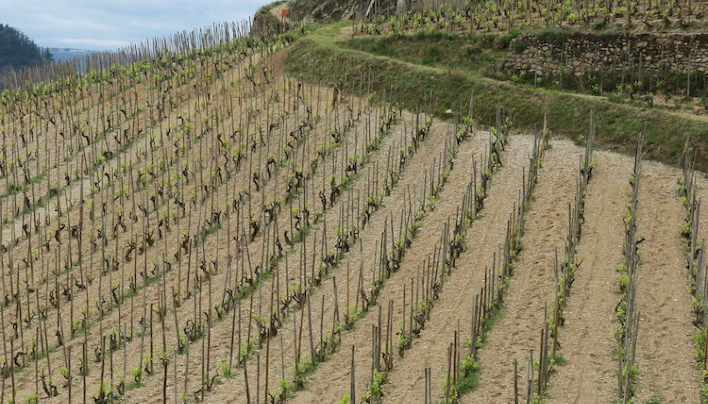 Hermitage hill vineyard