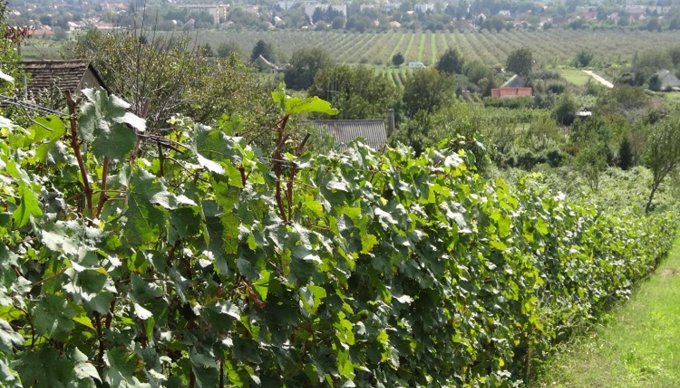 Heumann vineyards with a view of the valley