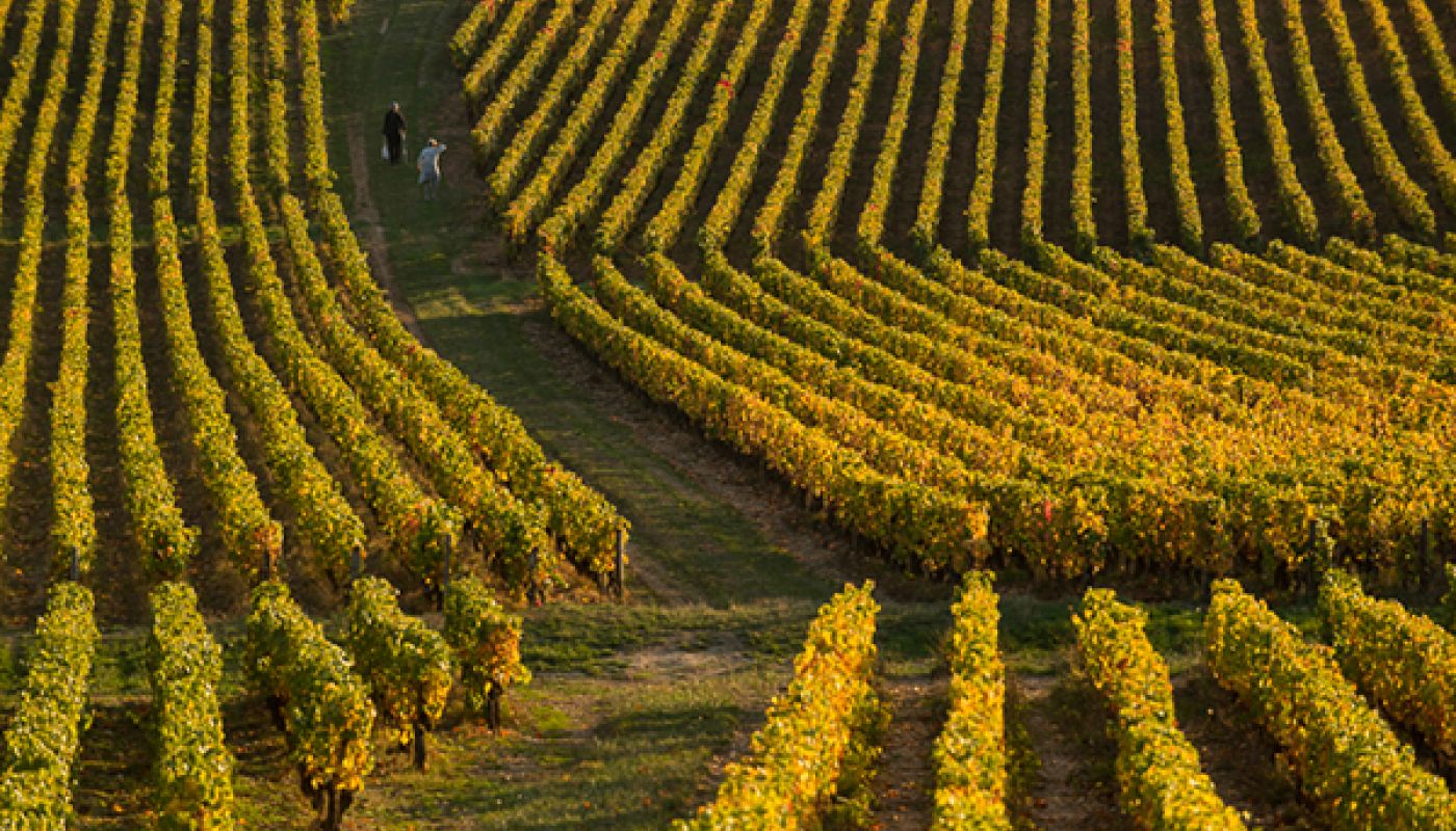 Collecting grapes for Verjus in the Cote Chalonnaise