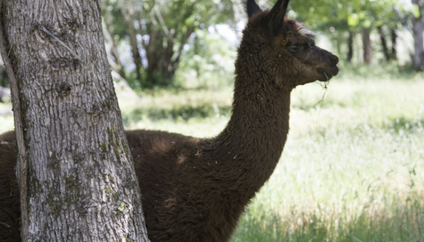 Llama guarding Mimi's Vineyard