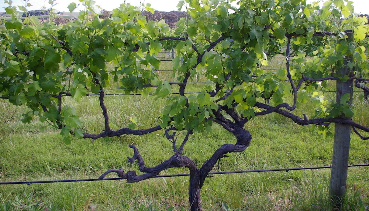d'Arenberg Dead Arm vine