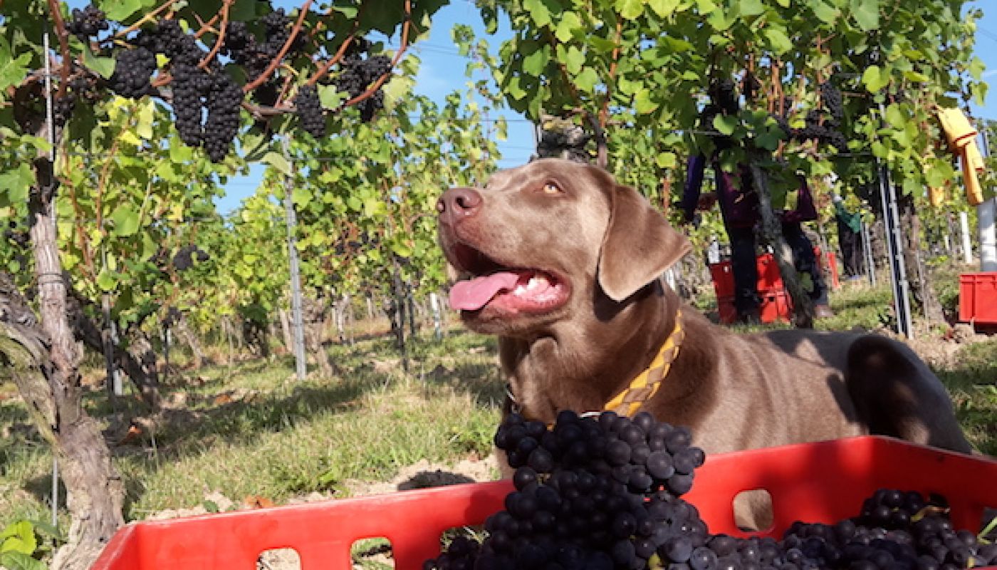 Pinot the dog