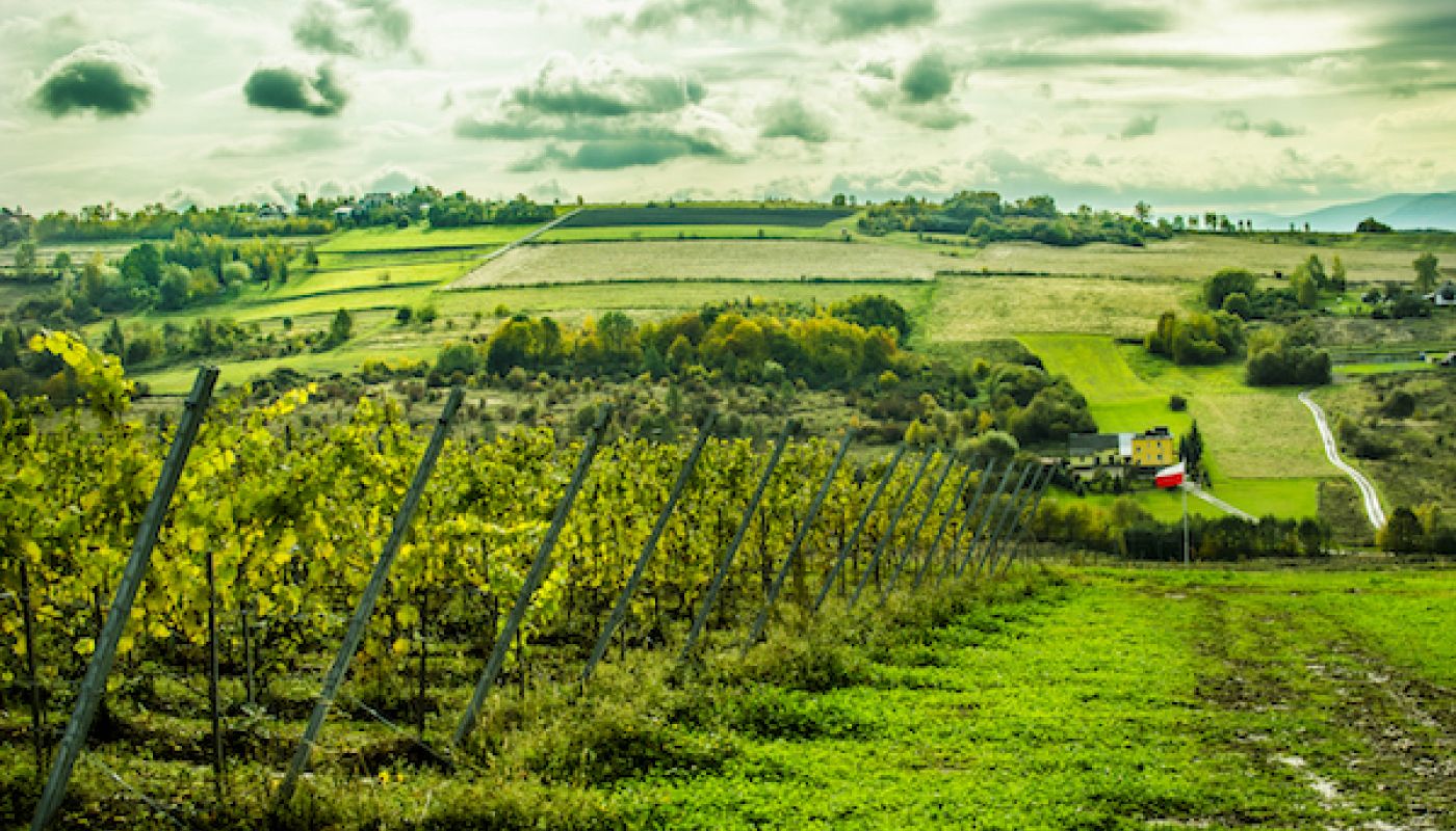 Vineyard in Poland