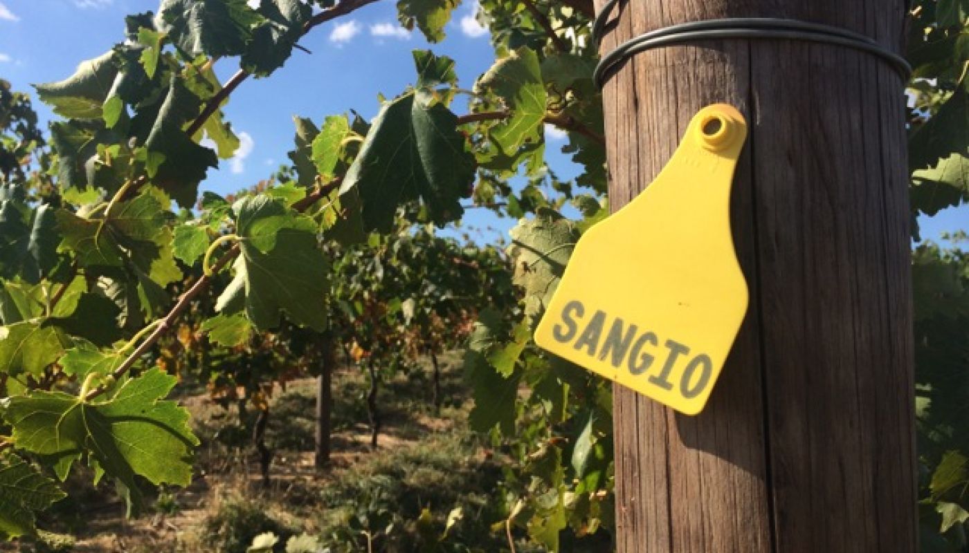 Sangio sign on vineyard post at Fighting Gully Road
