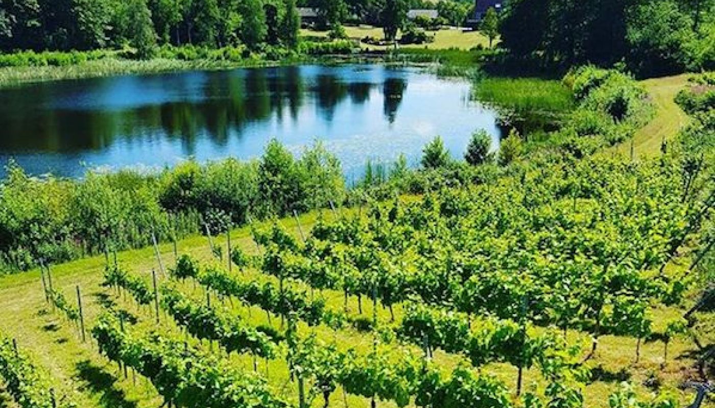 Skærsøgaard vineyard in Denmark