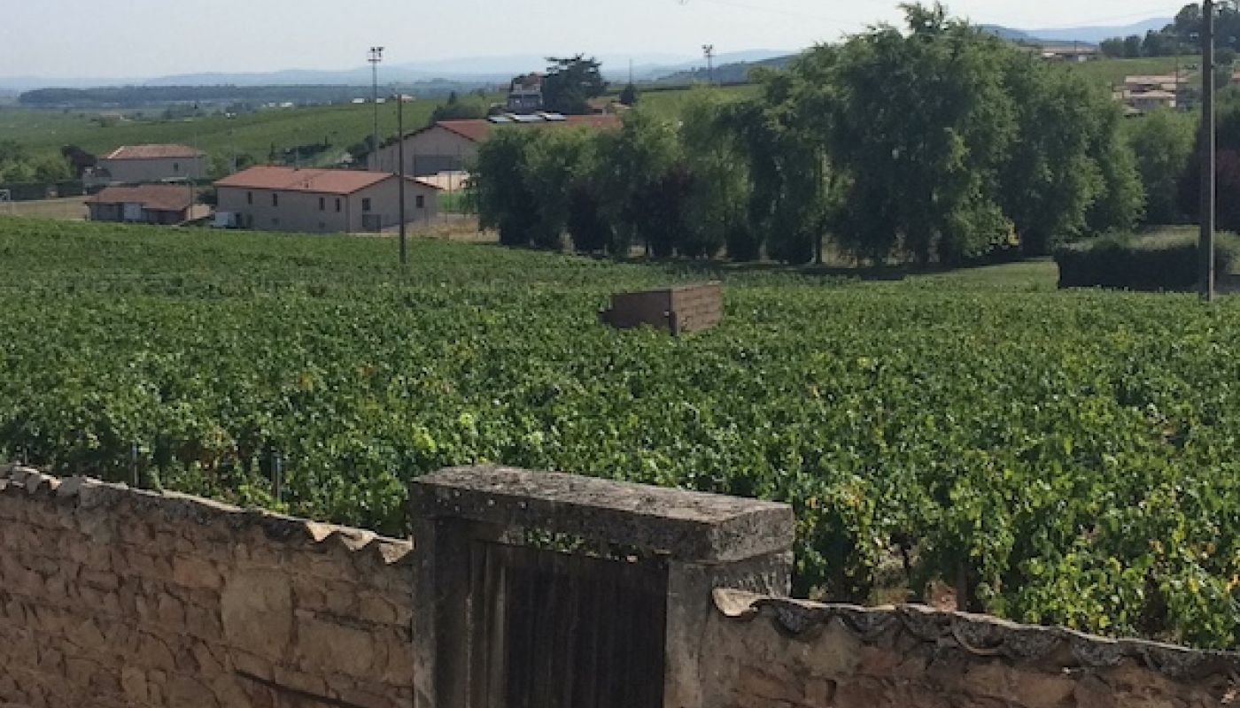 Beaujolais vineyard